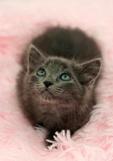 Pad See Ew, adoptable, Kitten Male Maine Coon & Domestic Long Hair.