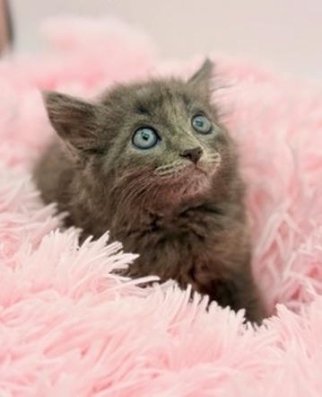 Pad See Ew, an adoptable mixed breed in Covington, LA image 2/6
