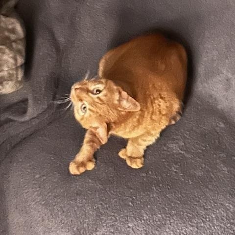 Birdie, Adult Female Extra-Toes Cat / Hemingway Polydactyl