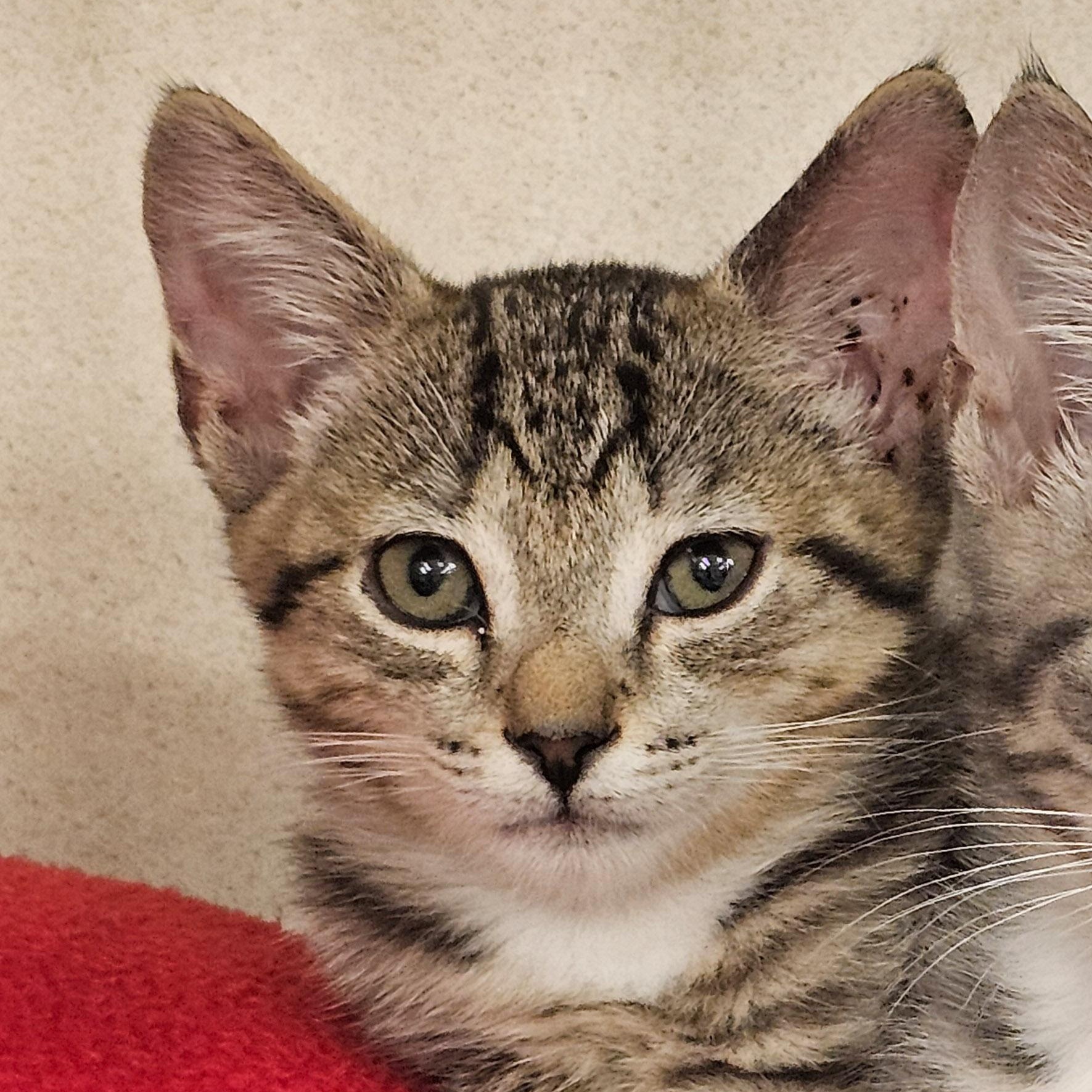 Ava, adopted, Young Female Domestic Short Hair.