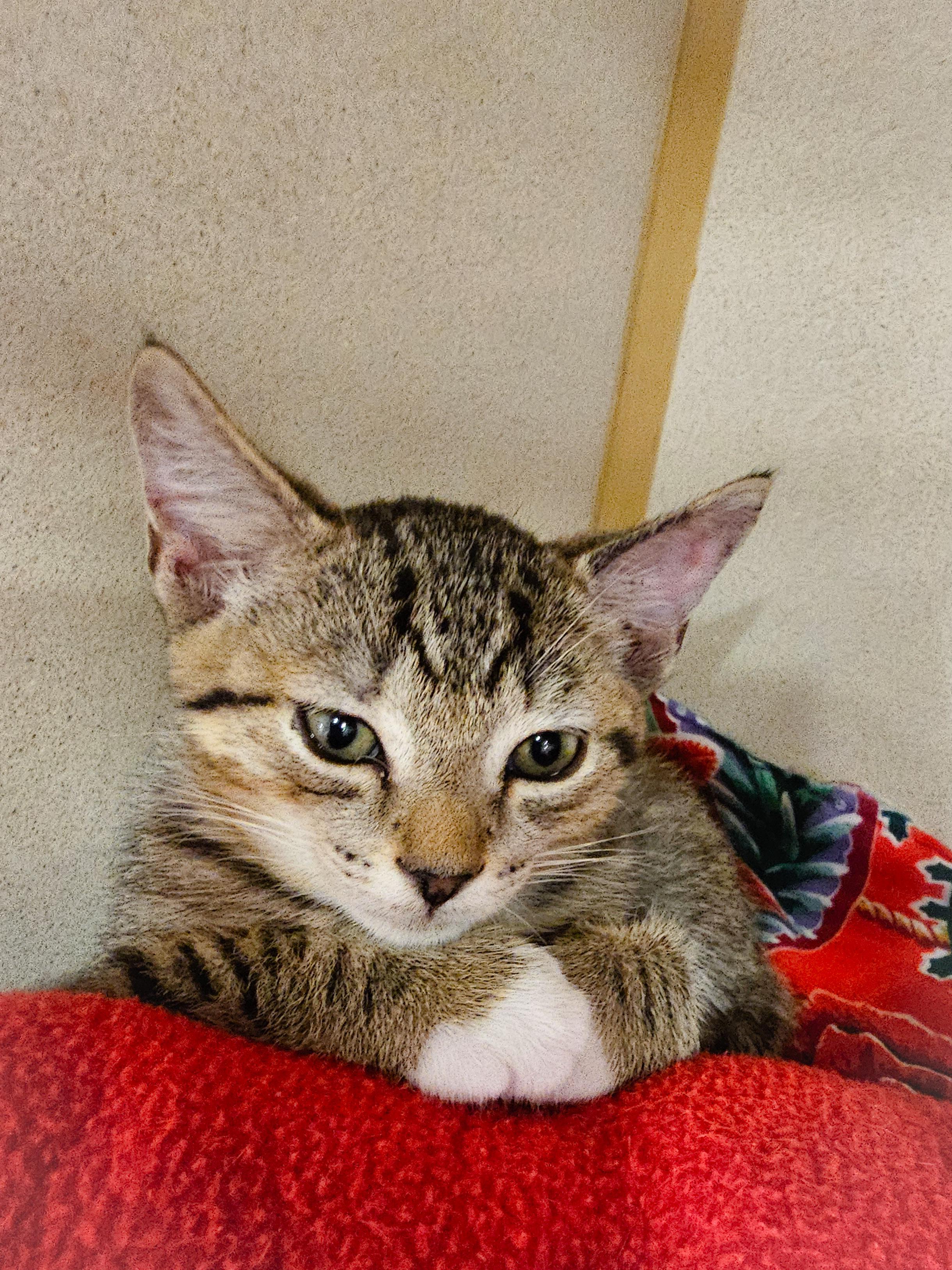 Enlarge Ava, an adopted Domestic Short Hair in Naples, FL image 2/5