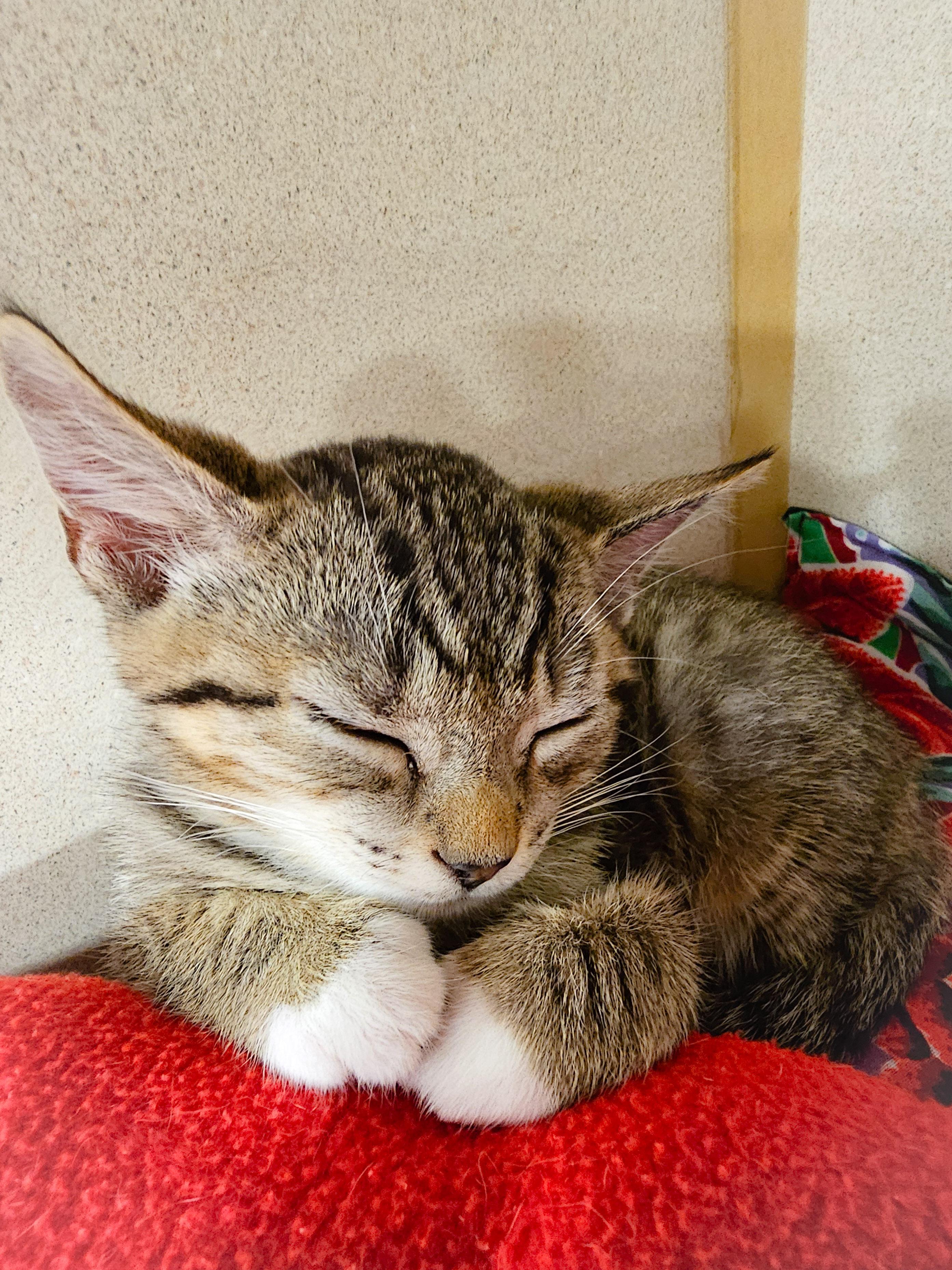 Enlarge Ava, an adopted Domestic Short Hair in Naples, FL image 3/5