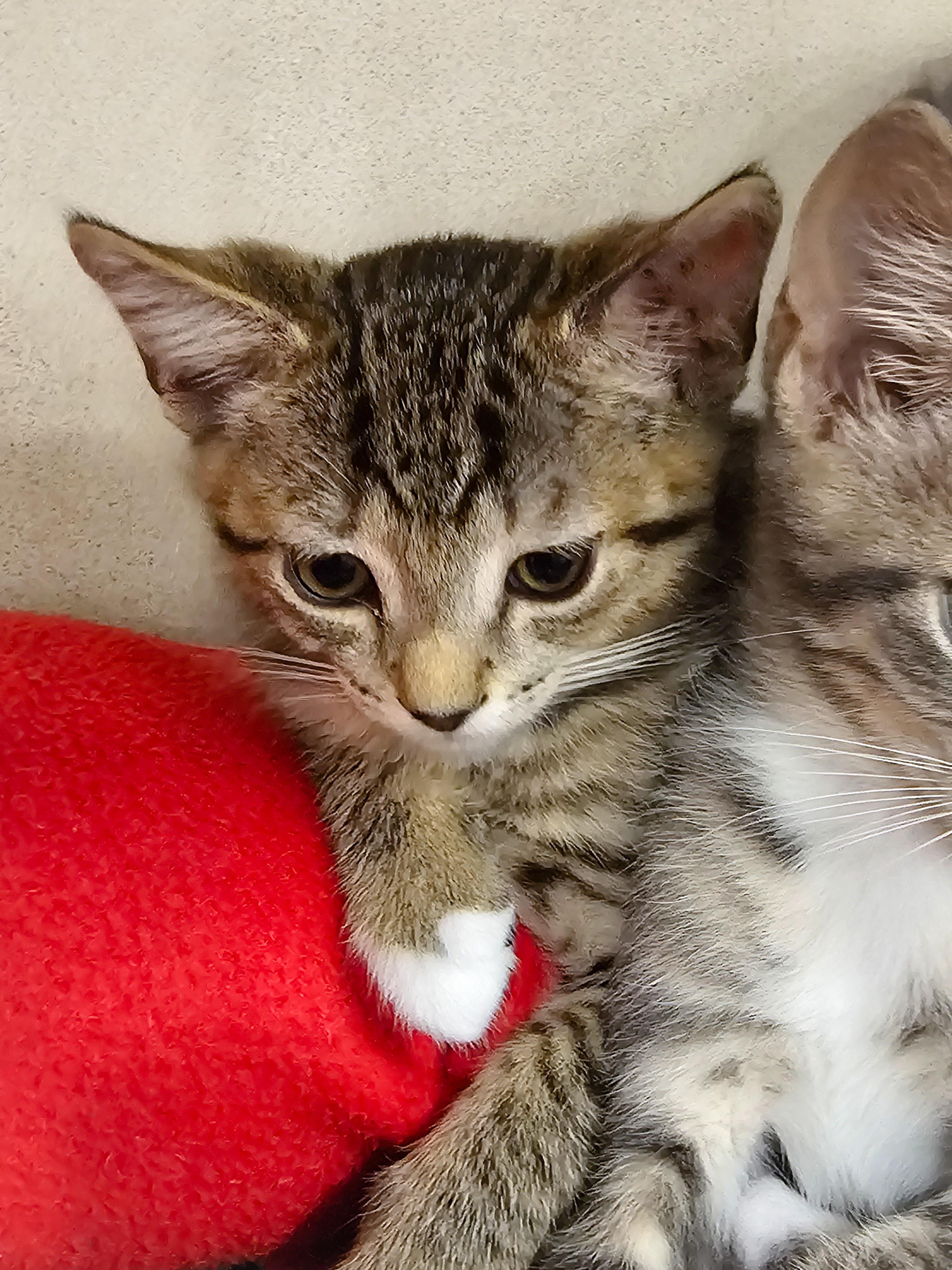 Enlarge Ava, an adopted Domestic Short Hair in Naples, FL image 4/5