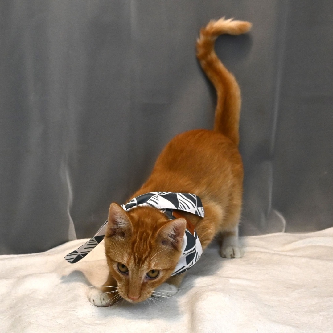 Enlarge Dennis, a Adopted mixed breed in Farmington, CT image 1/6