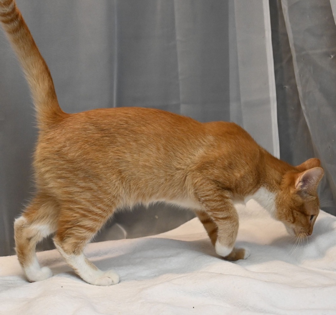 Enlarge Dennis, a Adopted mixed breed in Farmington, CT image 2/6