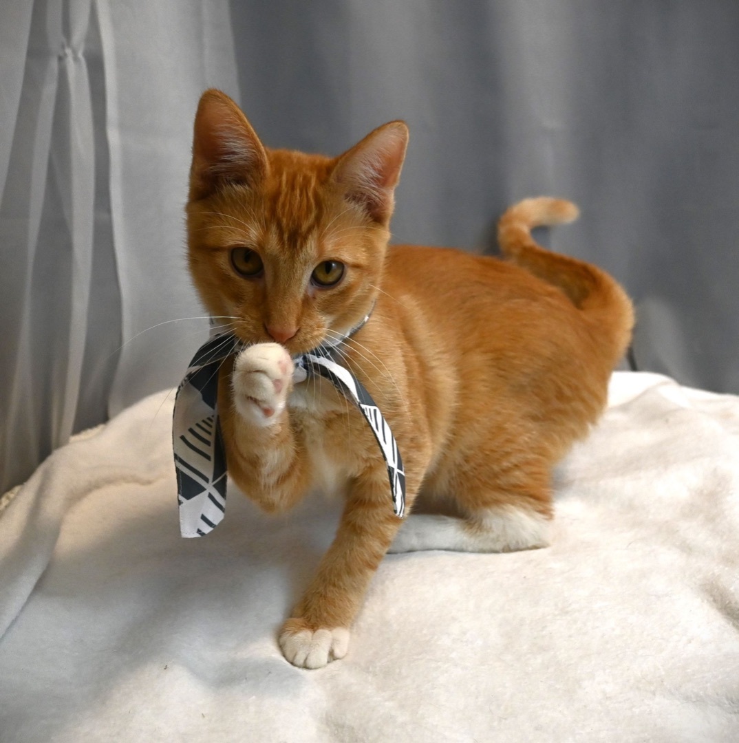 Enlarge Dennis, a Adopted mixed breed in Farmington, CT image 3/6