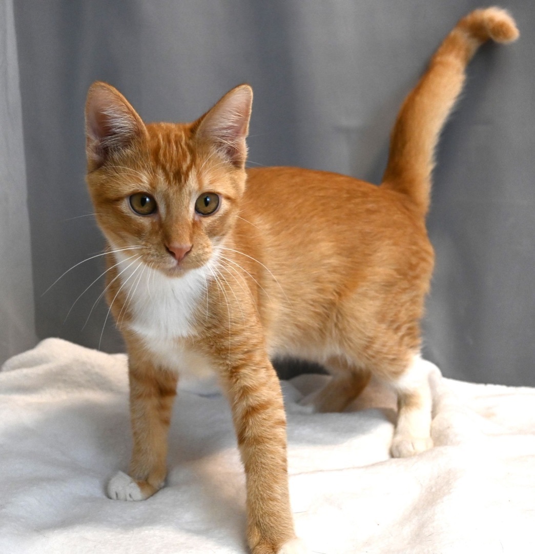 Enlarge Dennis, a Adopted mixed breed in Farmington, CT image 4/6