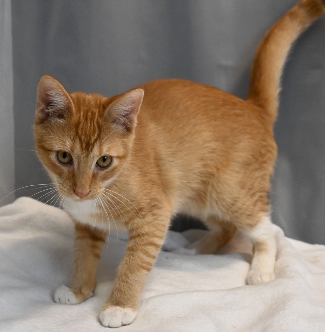 Enlarge Dennis, a Adopted mixed breed in Farmington, CT image 5/6