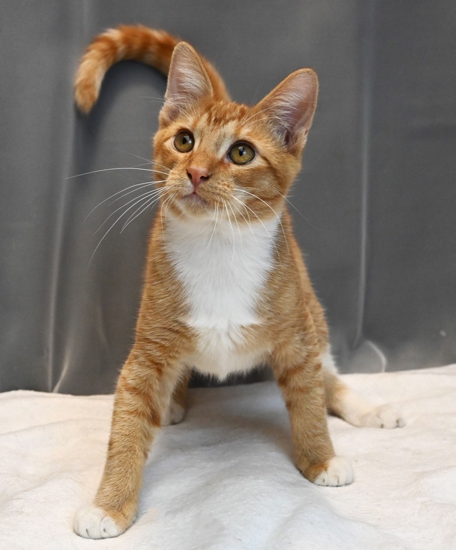 Enlarge Dennis, a Adopted mixed breed in Farmington, CT image 6/6