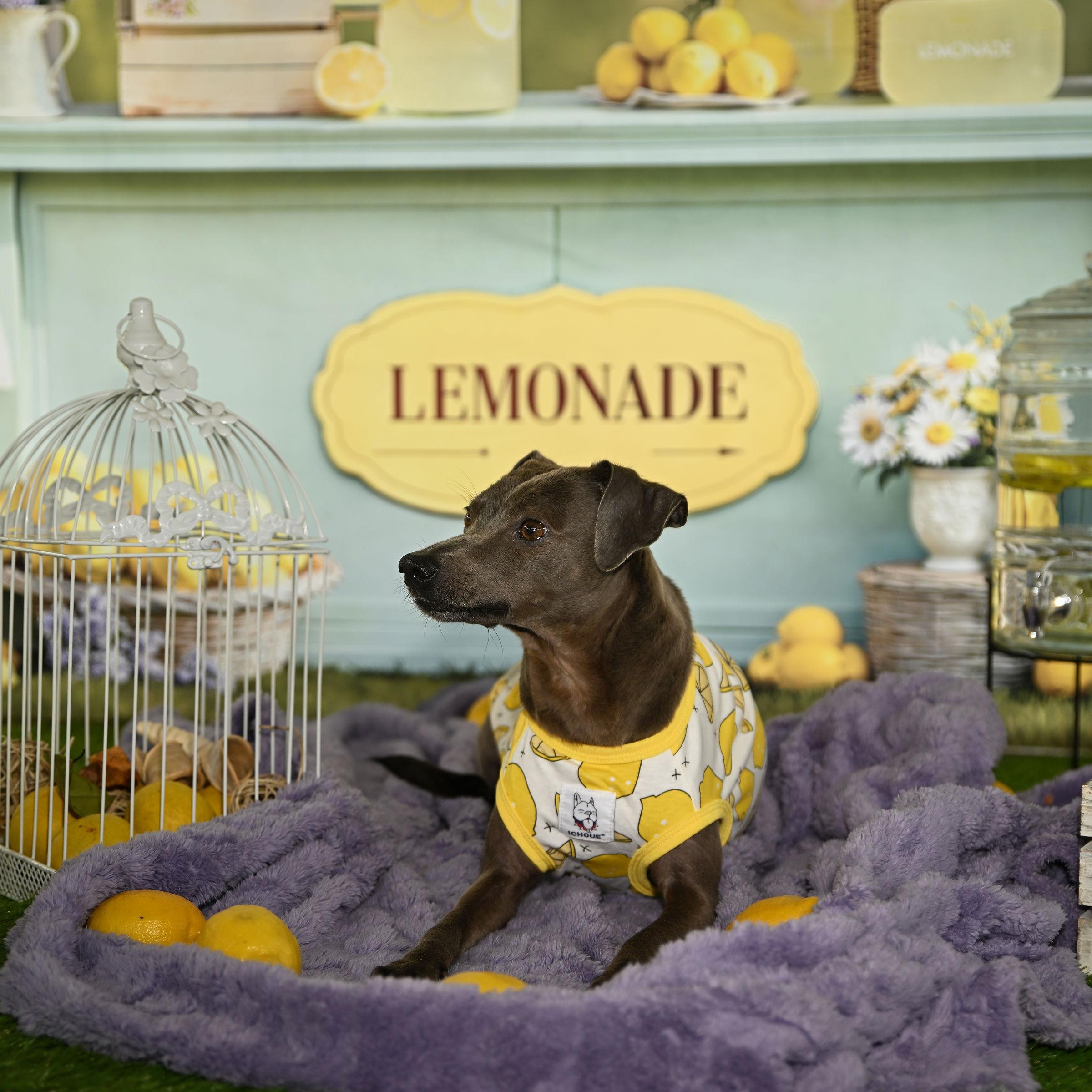 Enlarge Lawrence , a Adoptable mixed breed in Ferndale, WA image 2/6