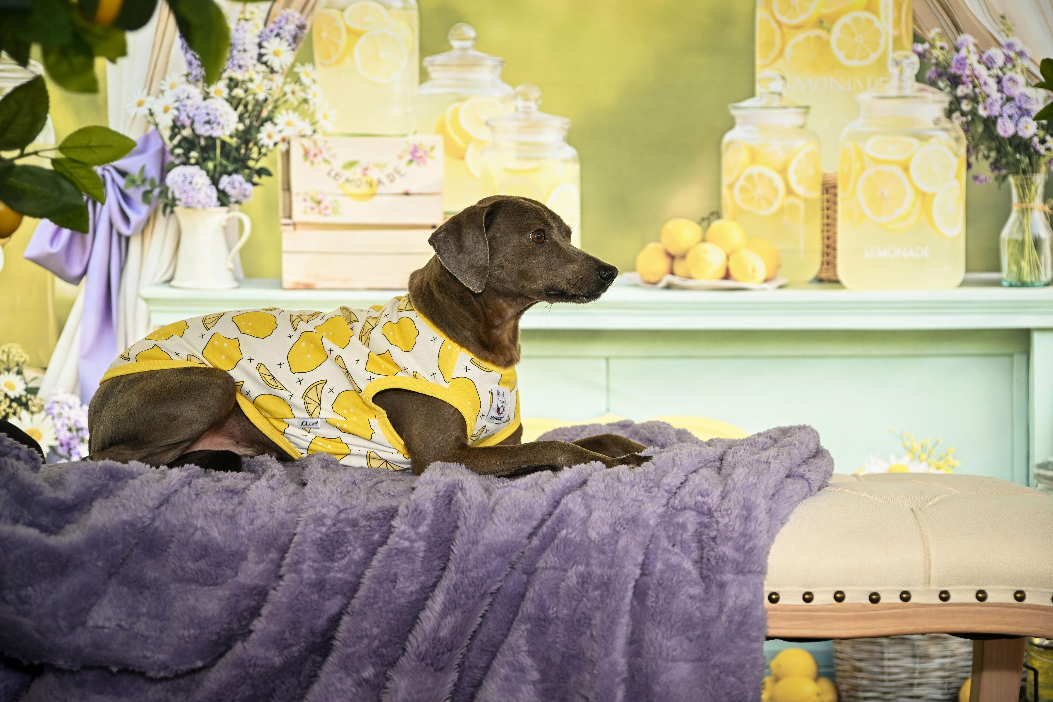 Enlarge Lawrence , a Adoptable mixed breed in Ferndale, WA image 5/6