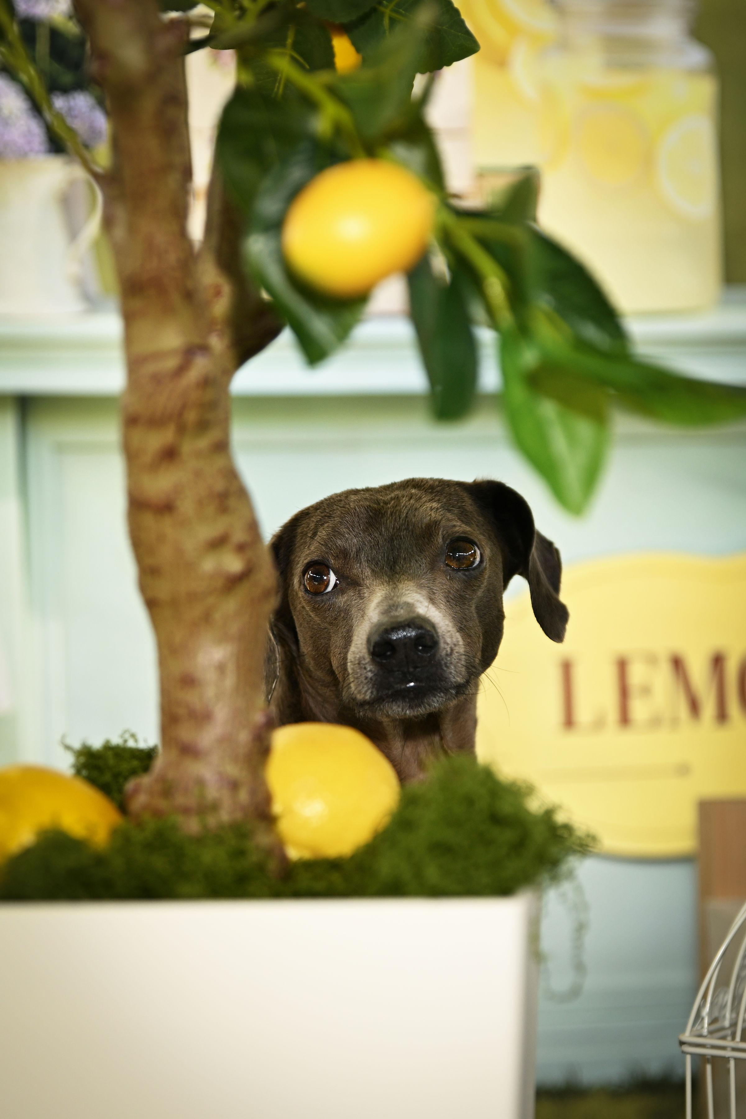 Enlarge Lawrence , a Adoptable mixed breed in Ferndale, WA image 4/6
