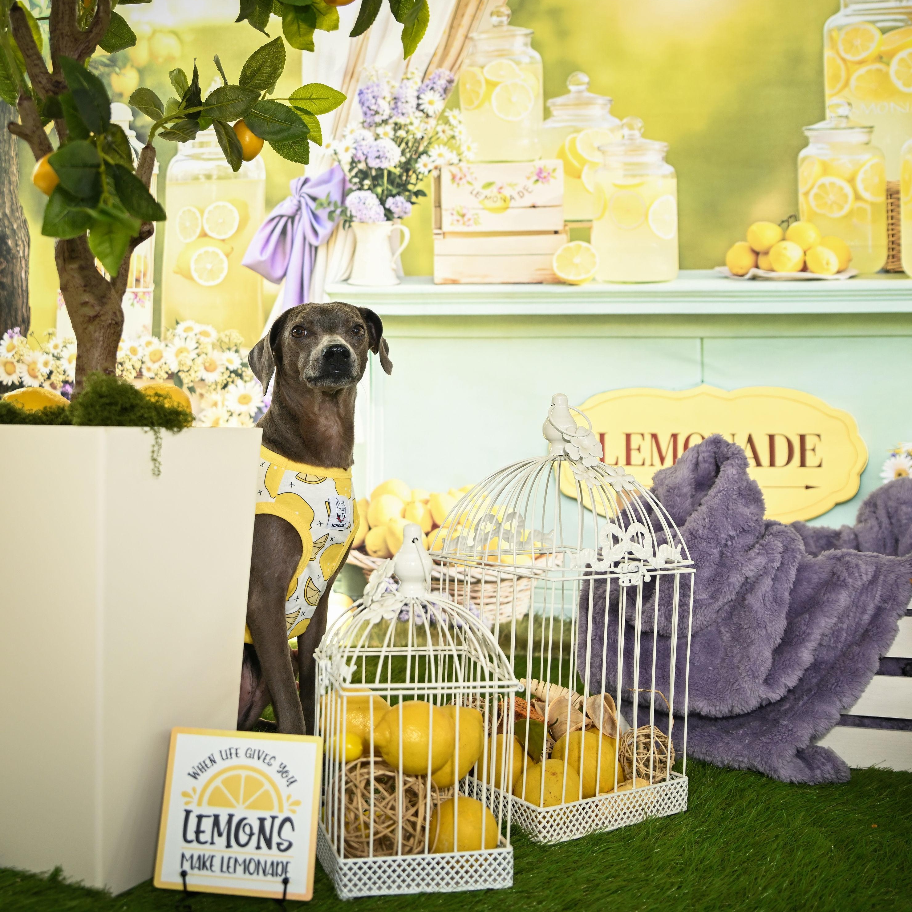 Enlarge Lawrence , a Adoptable mixed breed in Ferndale, WA image 1/6