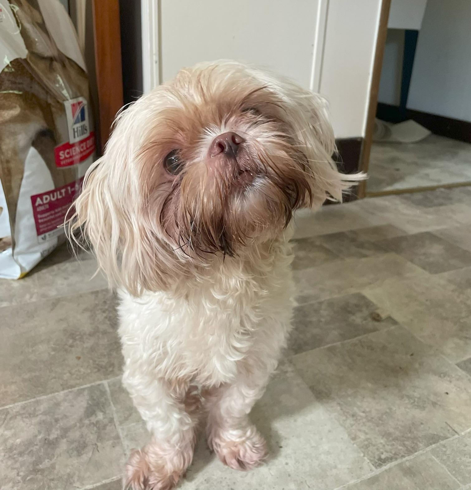 Cesar, an adopted Shih Tzu in Sautee Nacoochee, GA image 1/2
