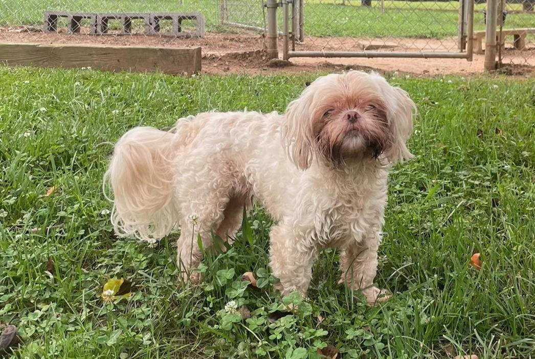 Cesar, an adopted Shih Tzu in Sautee Nacoochee, GA image 2/2
