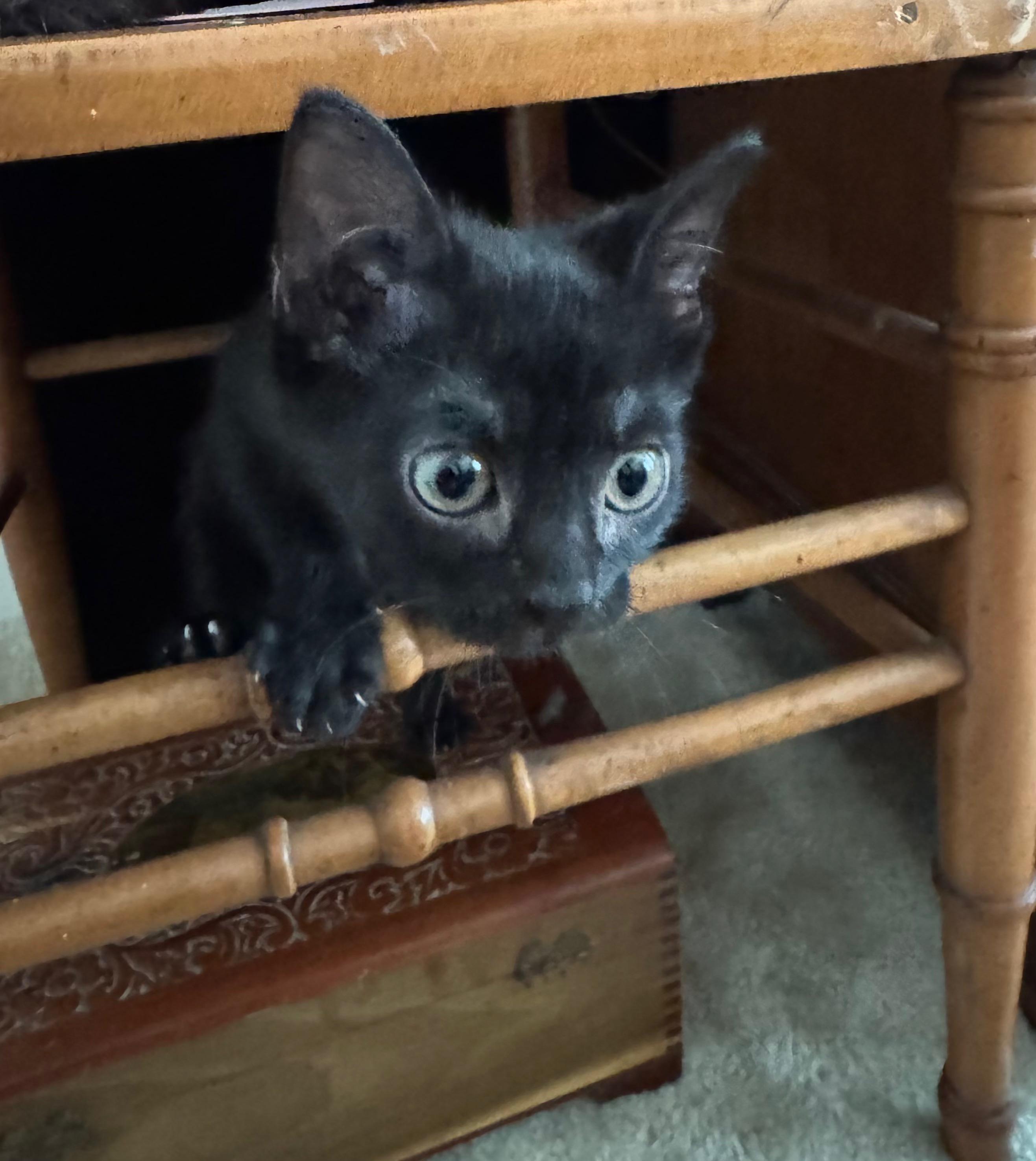 Enlarge Hull, a ADOPTABLE Domestic Short Hair in Hilton Head Island, SC image 2/2