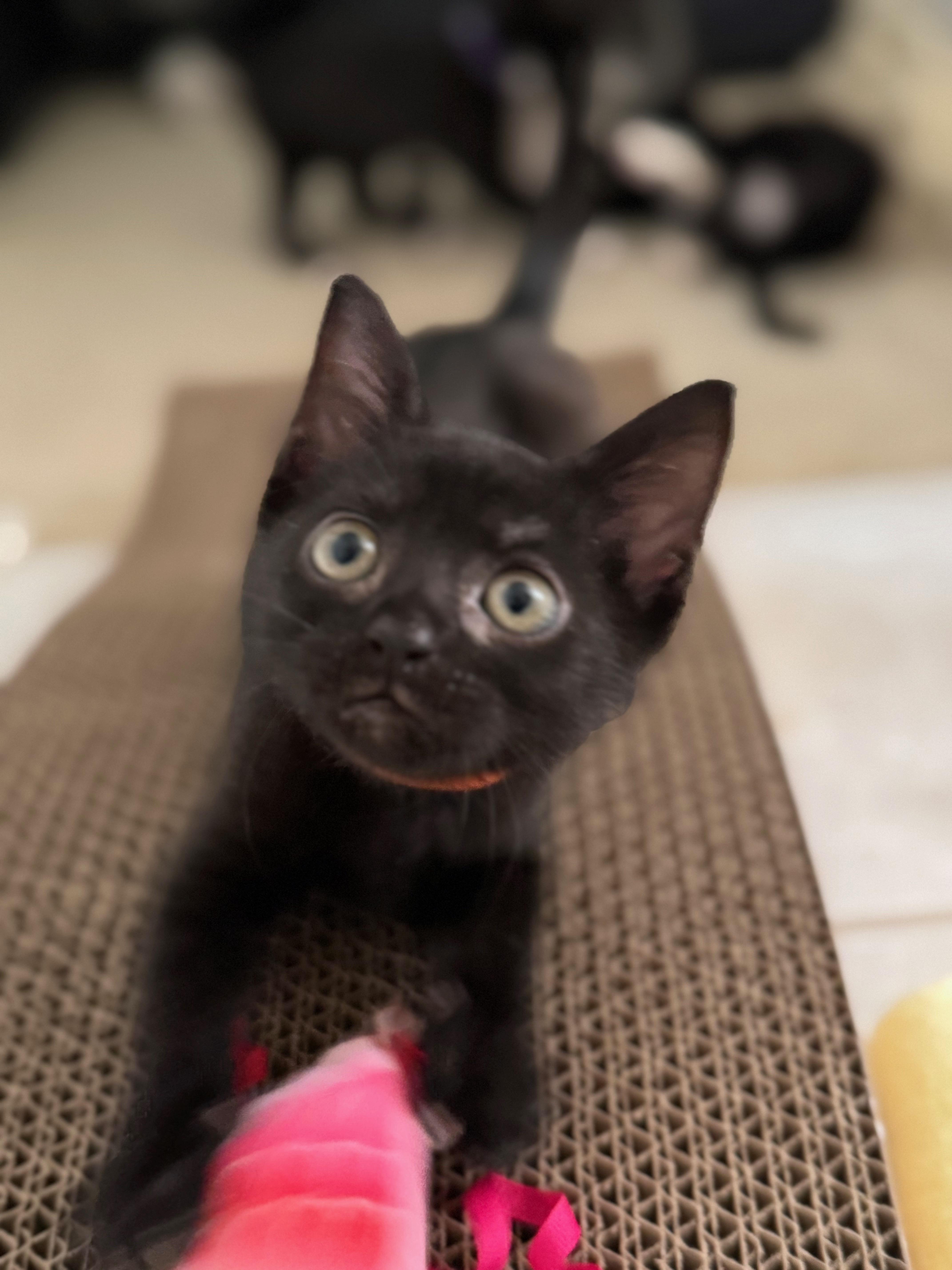 Hull, ADOPTABLE, Kitten Male Domestic Short Hair.