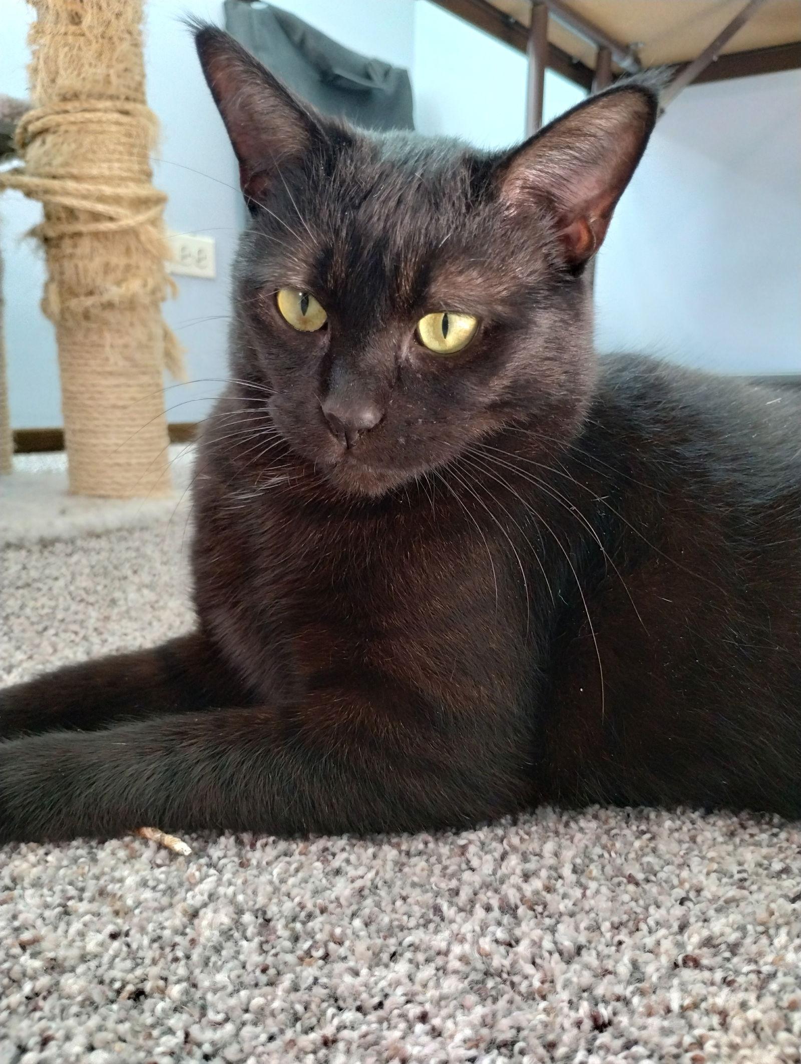 Enlarge Gracie Lynn, a Adoptable Domestic Short Hair in Wheaton, IL image 1/3