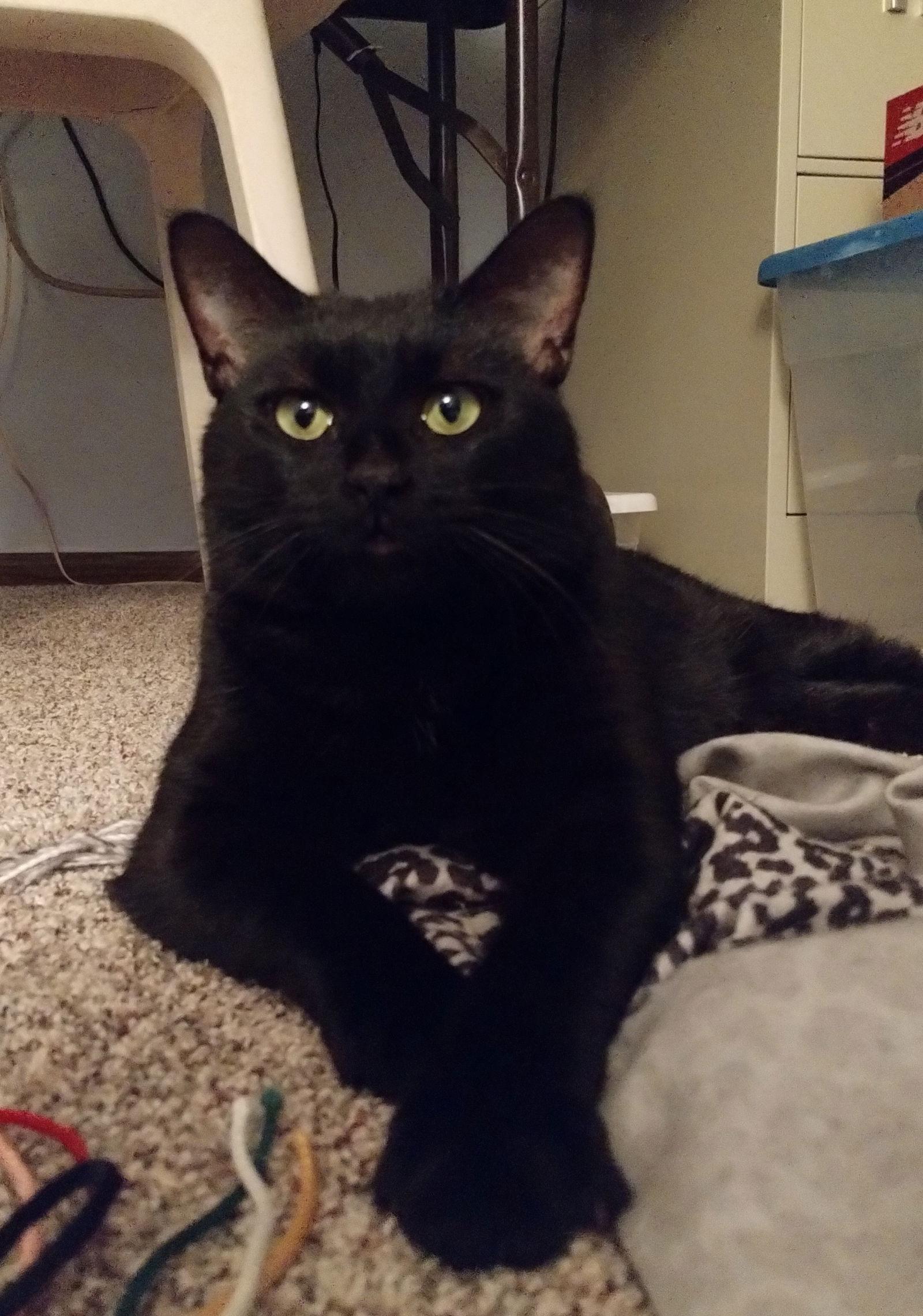 Enlarge Gracie Lynn, a Adoptable Domestic Short Hair in Wheaton, IL image 2/3