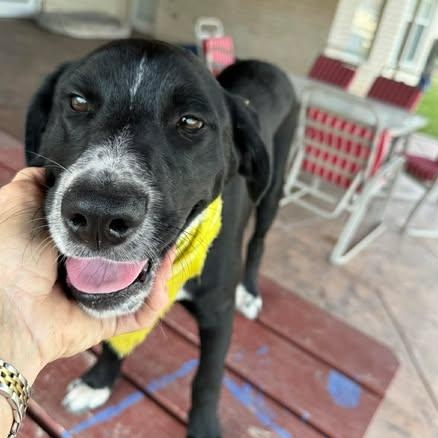 Harley — thumbnail 2