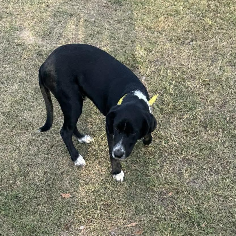 Harley — thumbnail 4