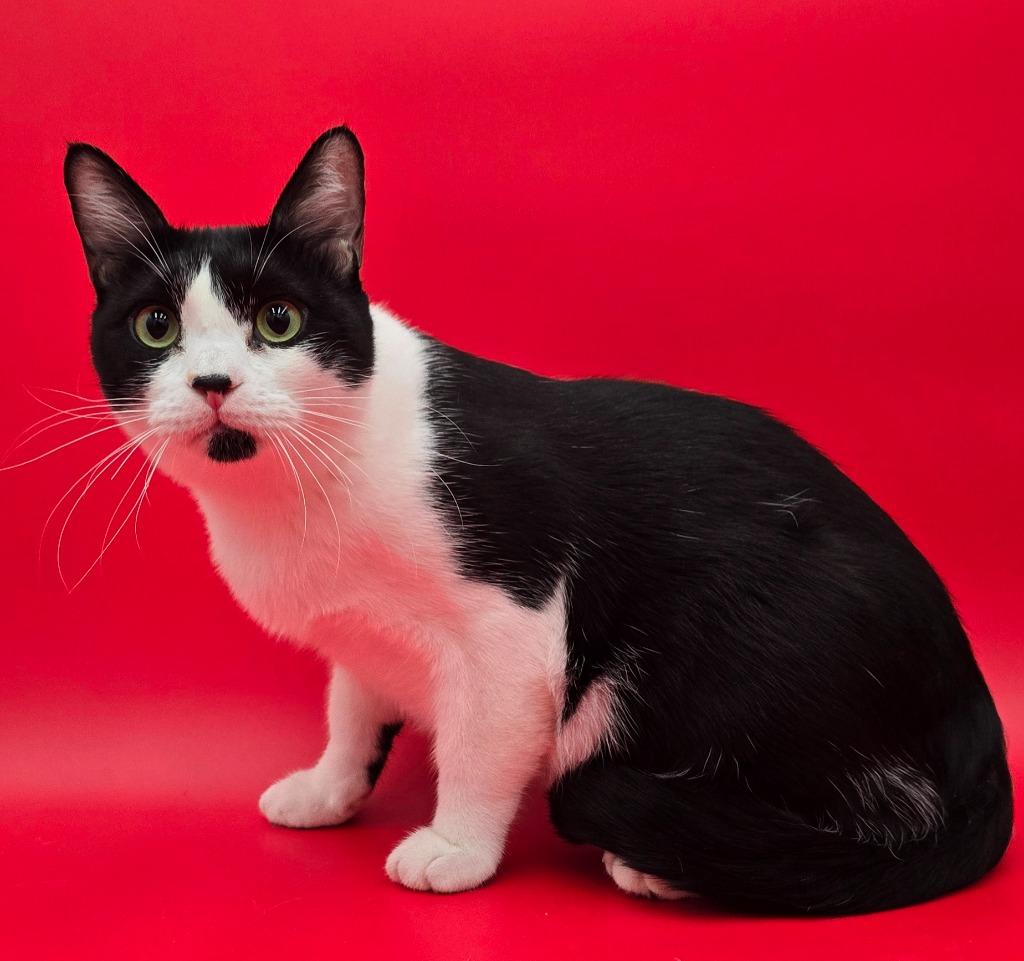 Enlarge Lulu, a Adoptable mixed breed in San Jacinto, CA image 1/1