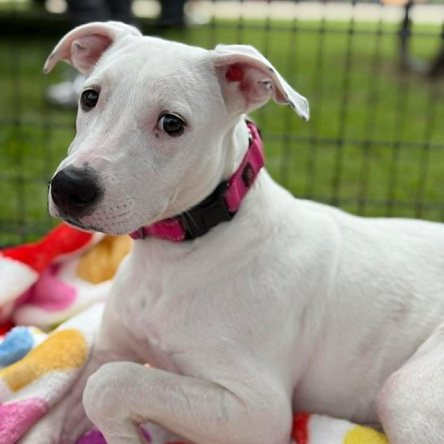 Sweet Pea , an adopted Mixed Breed in Justin, TX image 2/4