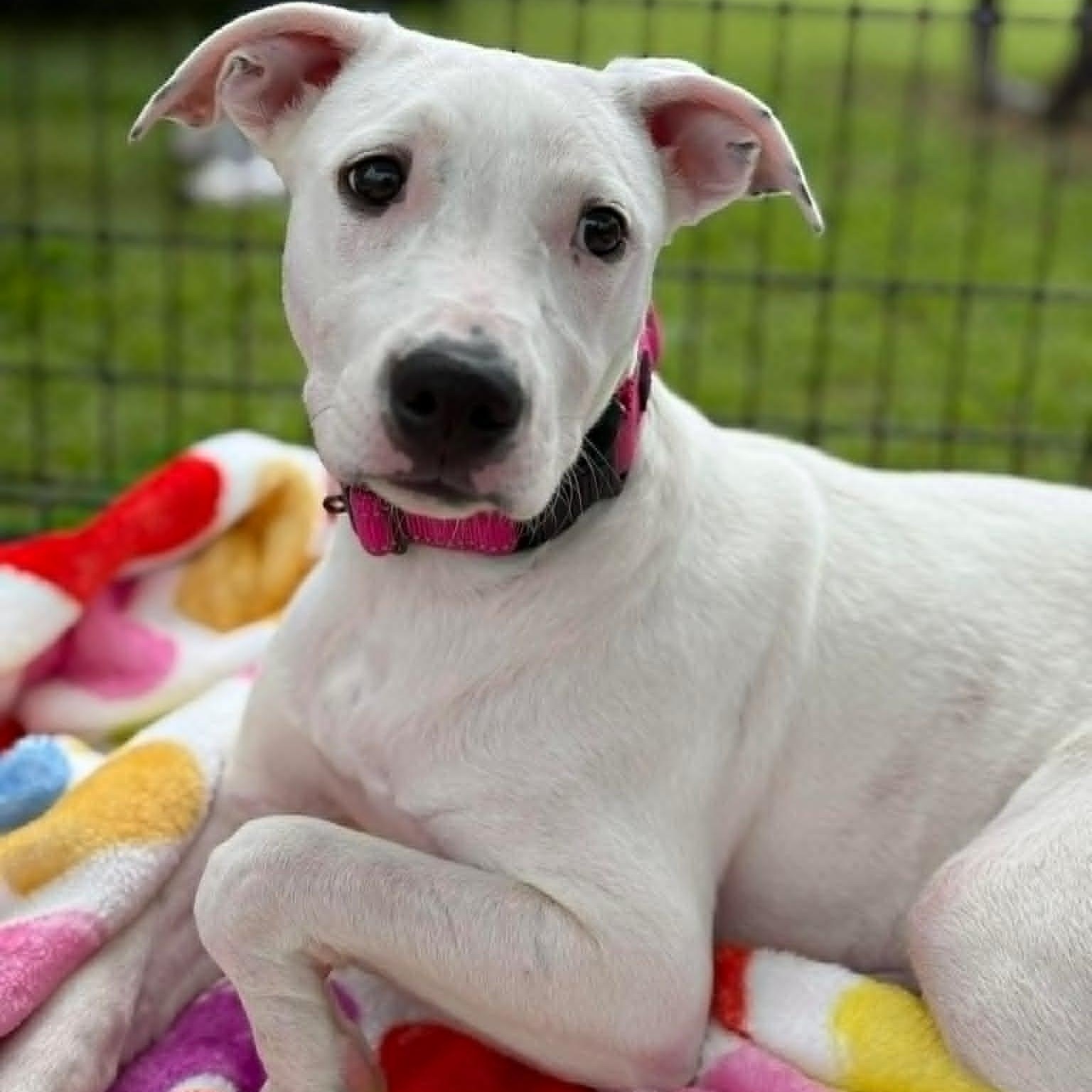 Sweet Pea , an adopted Mixed Breed in Justin, TX image 4/4