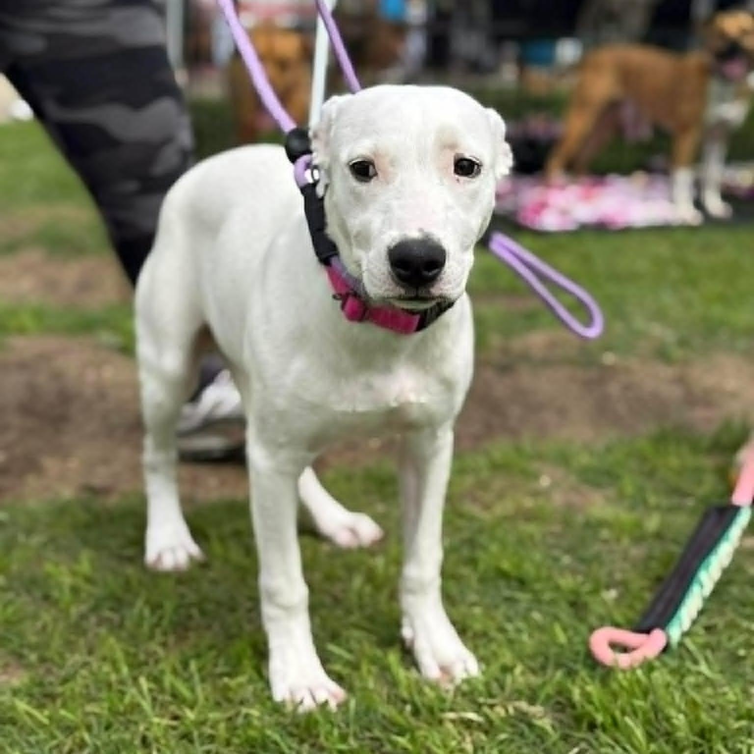 Sweet Pea , an adopted Mixed Breed in Justin, TX image 3/4