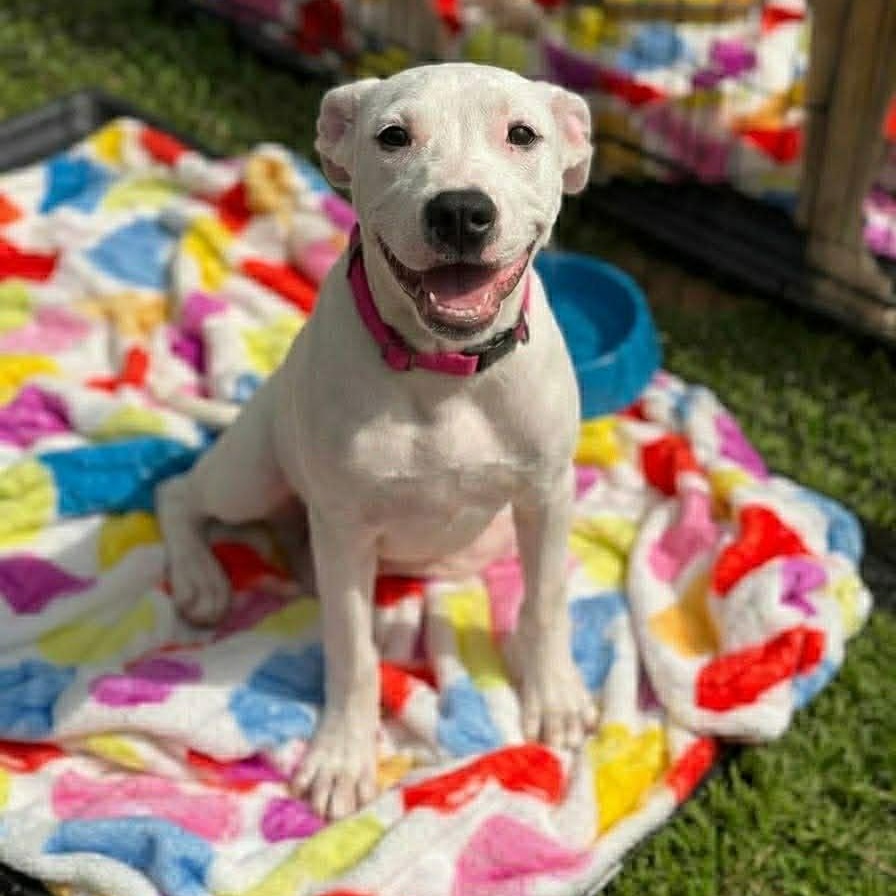 Sweet Pea , adopted, Young Female Mixed Breed.