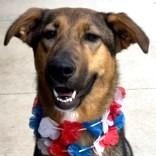 Enlarge Abby, a Adoptable mixed breed in Avon, IN image 1/1