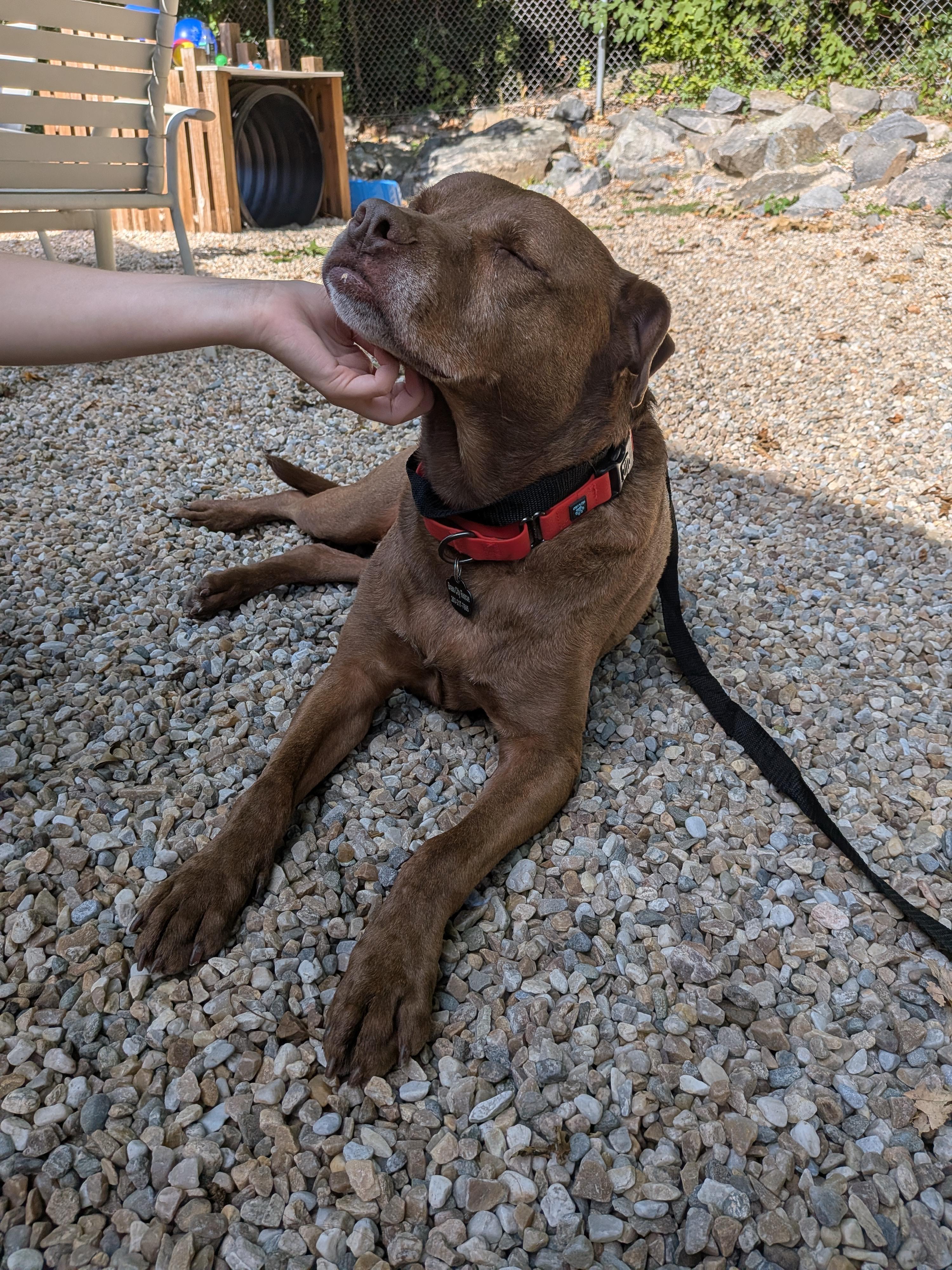Enlarge Rocco, a Adoptable American Staffordshire Terrier in Middlebury, CT image 3/3