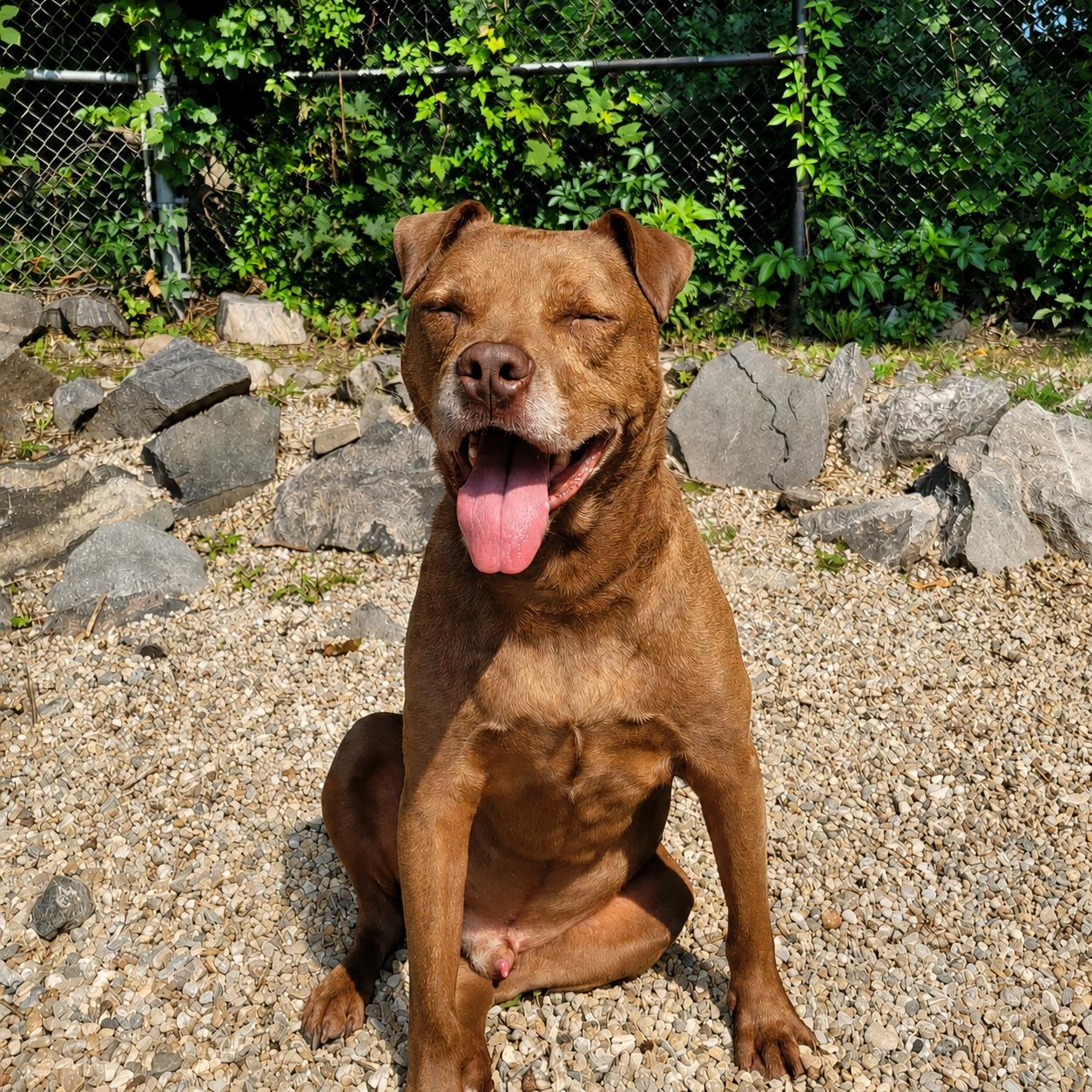 Enlarge Rocco, a Adoptable American Staffordshire Terrier in Middlebury, CT image 1/3