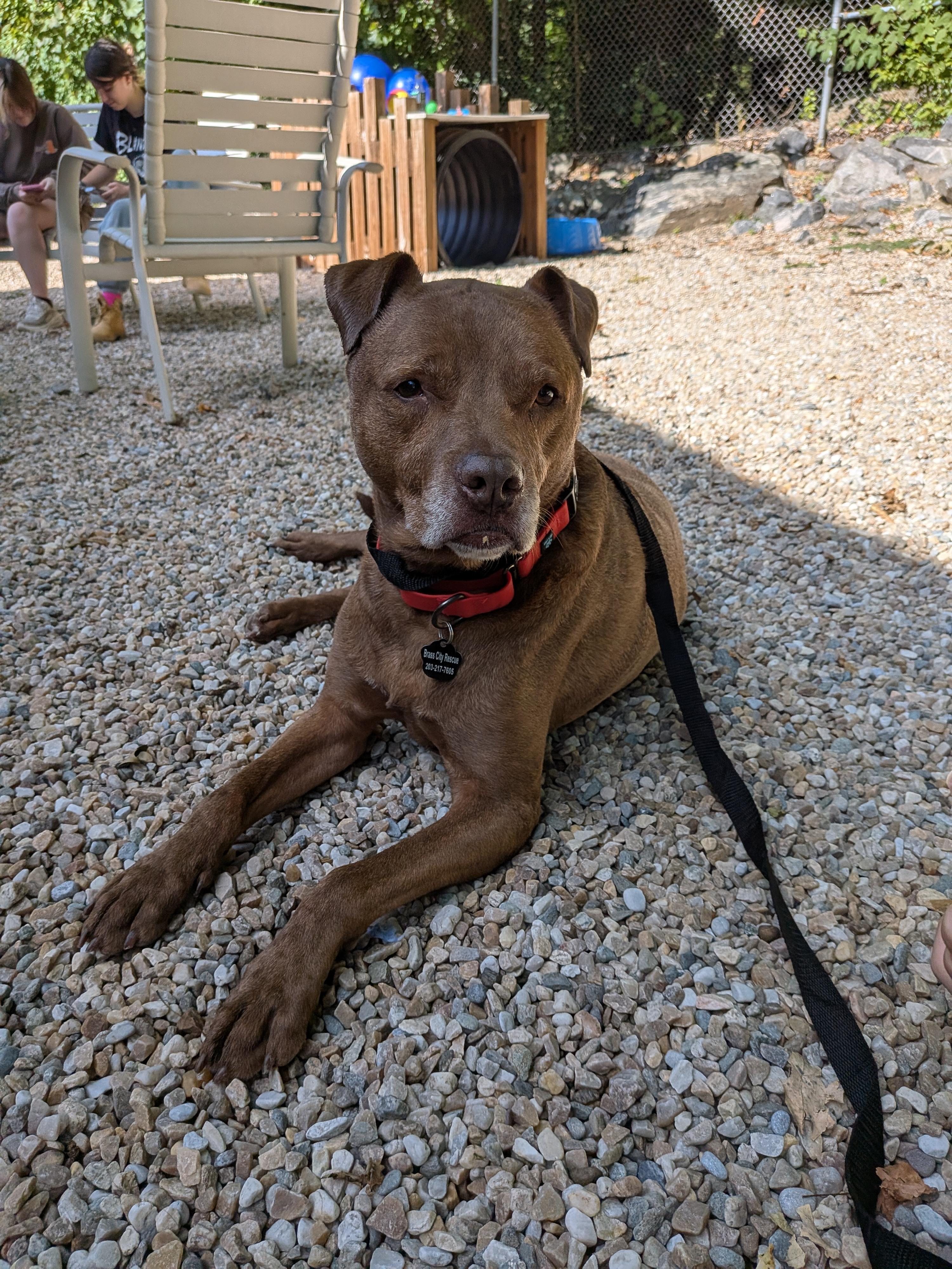Enlarge Rocco, a Adoptable American Staffordshire Terrier in Middlebury, CT image 2/3