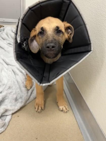 Enlarge Hunter Henry, a Adoptable mixed breed in Norfolk, VA image 1/1