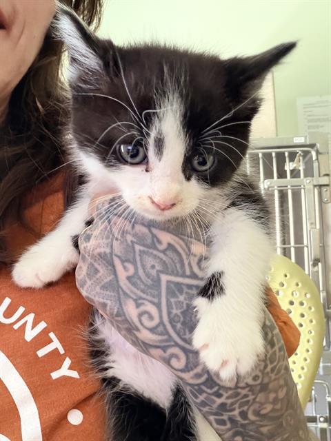 Enlarge PICKLES*, a Adoptable Domestic Short Hair in Santa Cruz, CA image 1/1