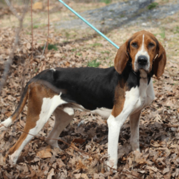 Dog for adoption Paul Rudd, a Treeing Walker Coonhound in Lyndhurst