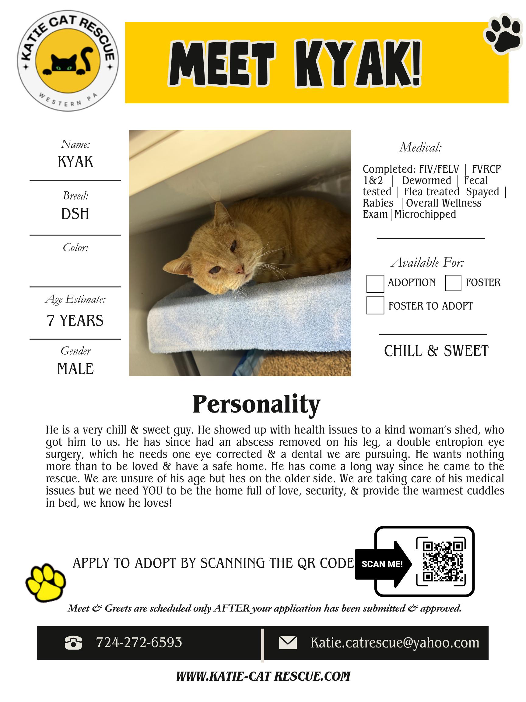 Kyak, ADOPTABLE, Senior Male Domestic Short Hair.