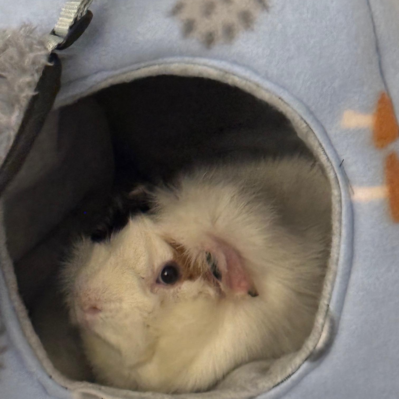 Enlarge Oscar, Bert & Ernie, an adopted Abyssinian in Wellington, CO image 4/5
