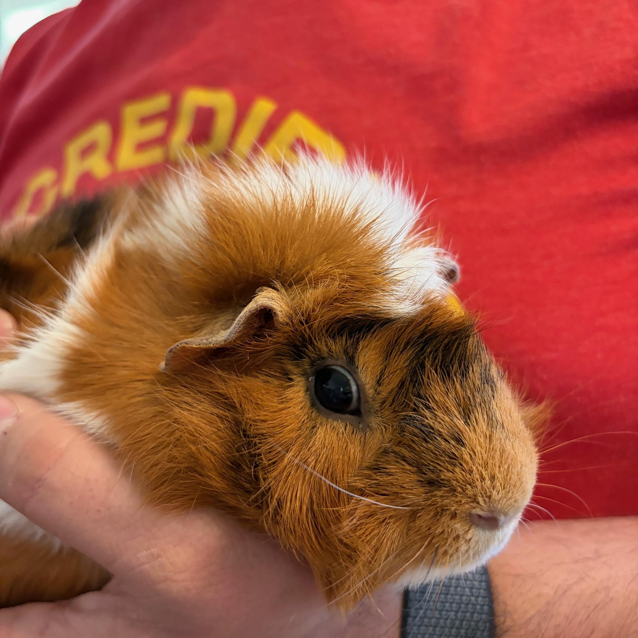 Enlarge Oscar, Bert & Ernie, an adopted Abyssinian in Wellington, CO image 2/5