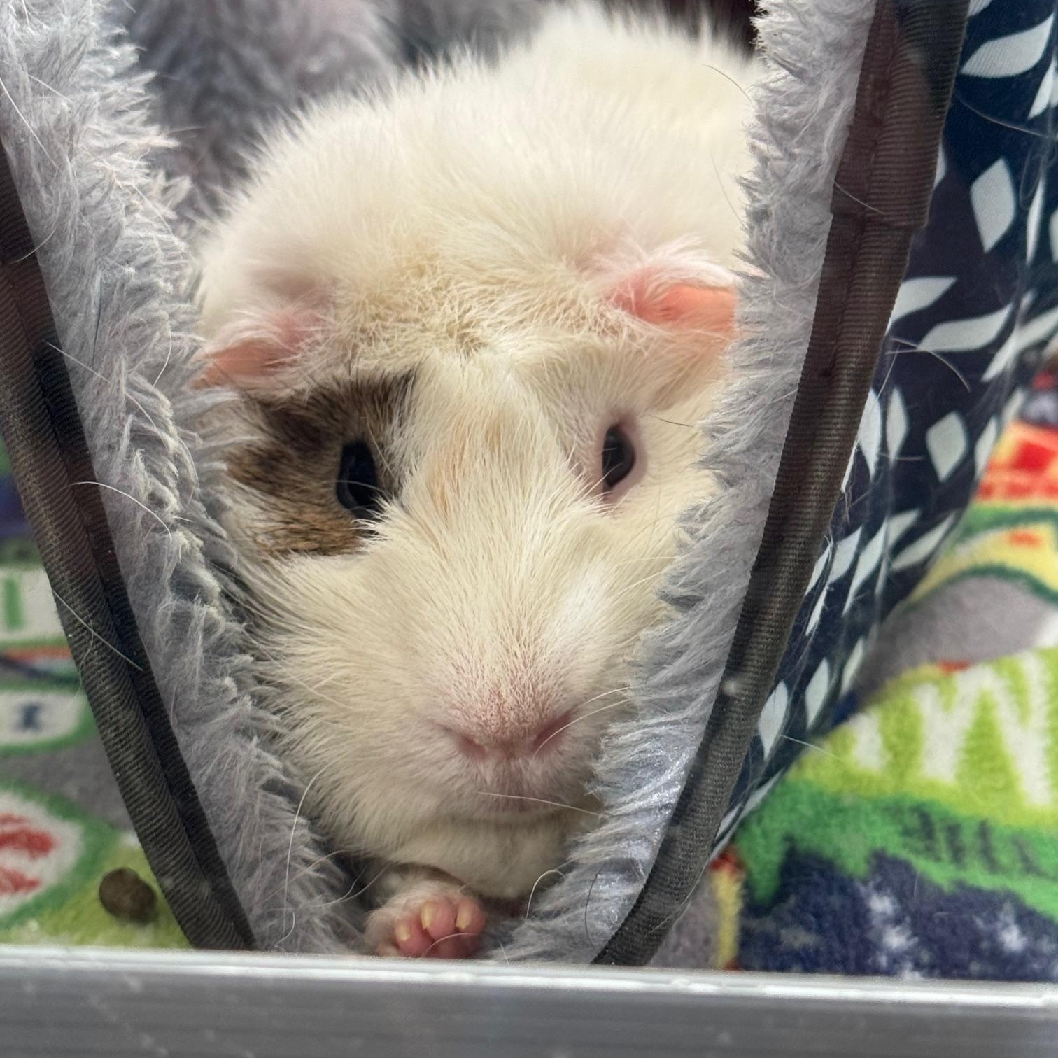 Enlarge Oscar, Bert & Ernie, an adopted Abyssinian in Wellington, CO image 3/5
