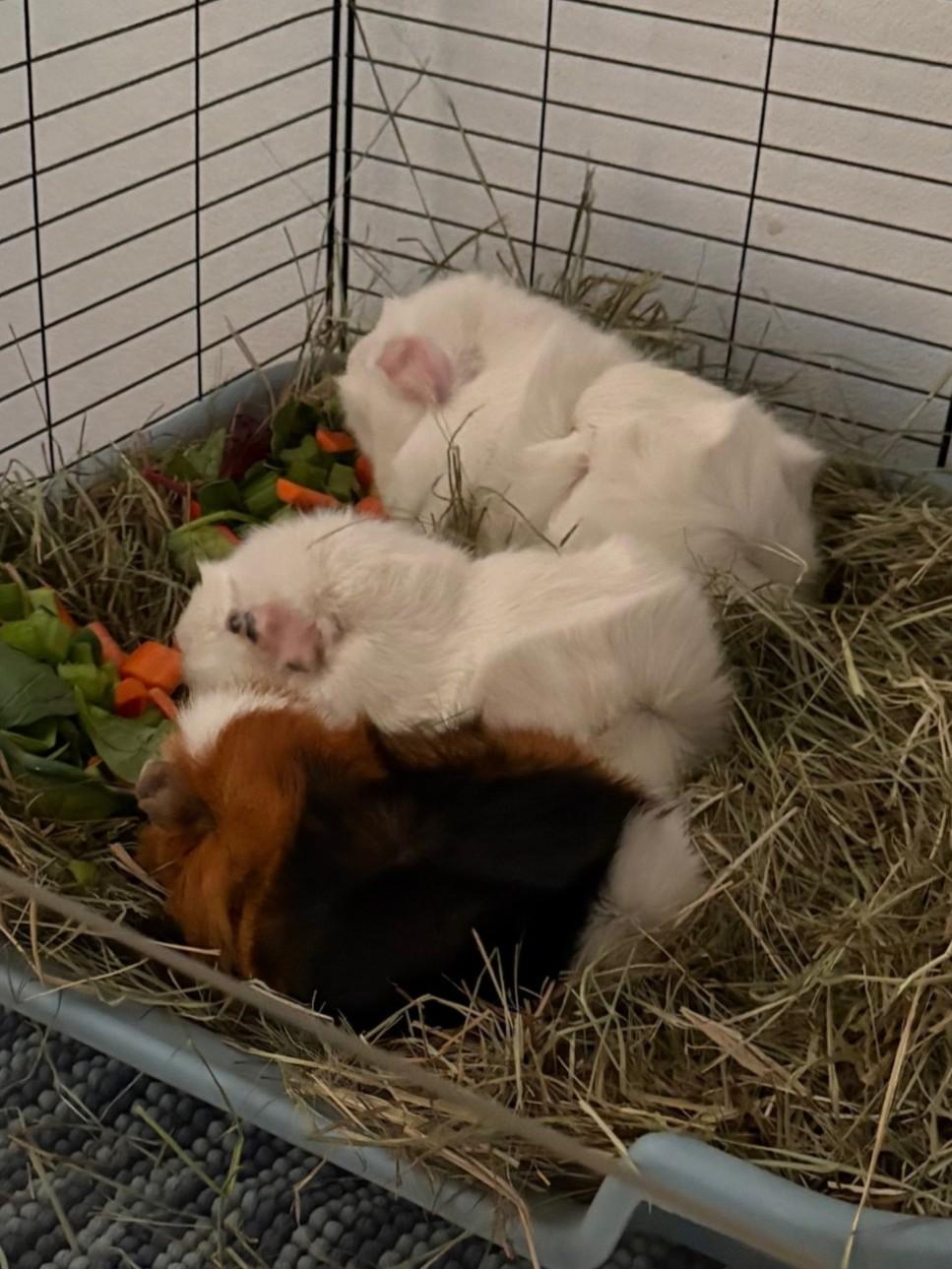 Oscar, Bert & Ernie, ADOPTABLE, Adult Male Abyssinian.