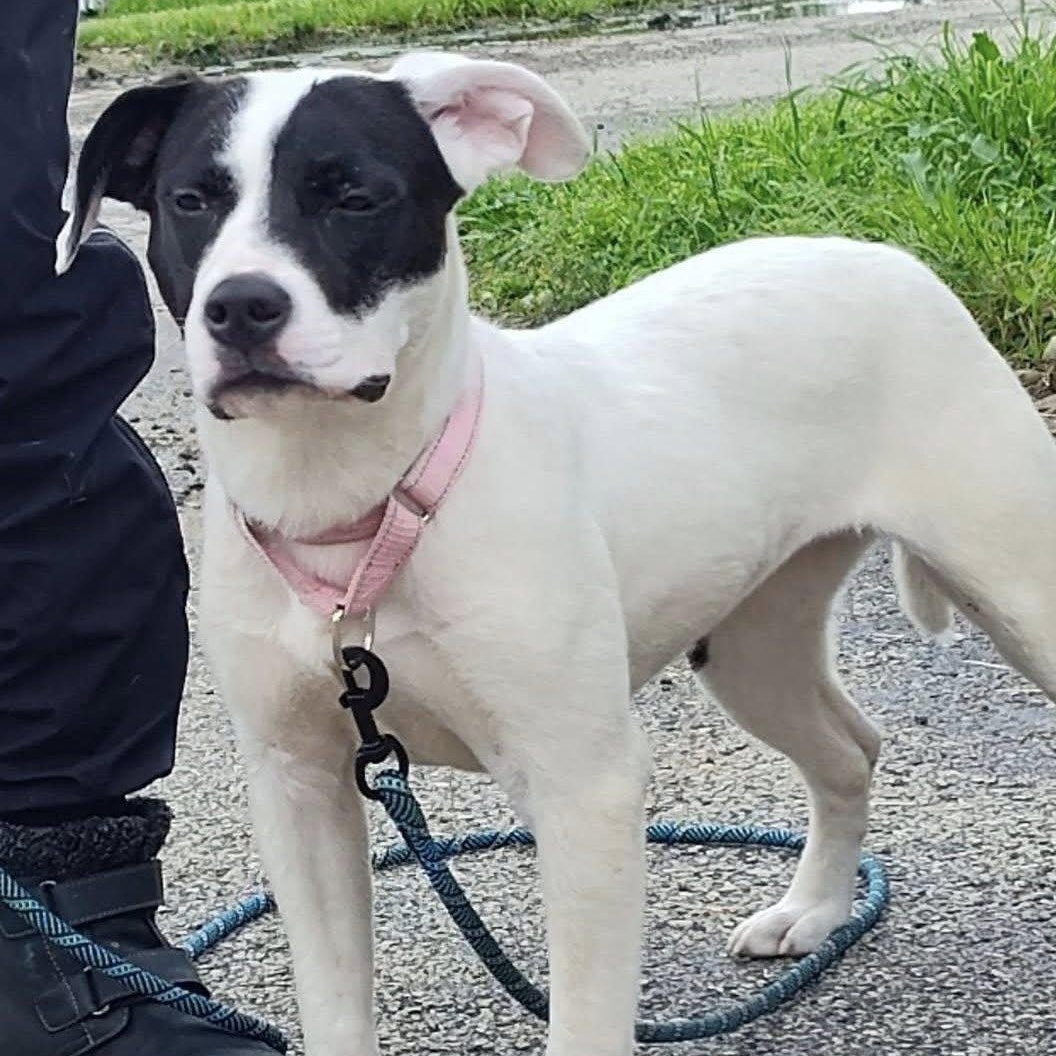 Enlarge Pamela, a ADOPTABLE mixed breed in Washington, PA image 2/6