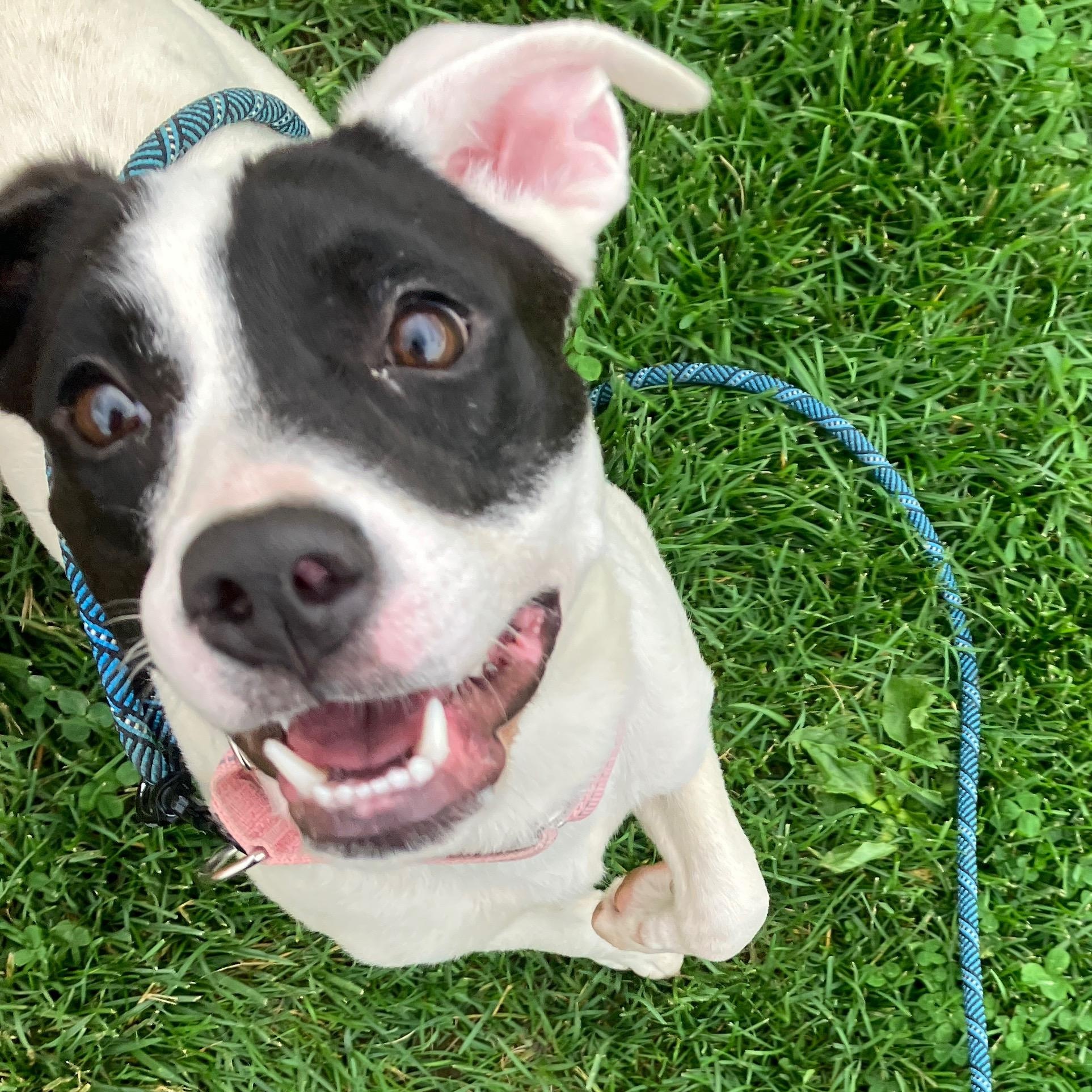 Enlarge Pamela, a ADOPTABLE mixed breed in Washington, PA image 3/6