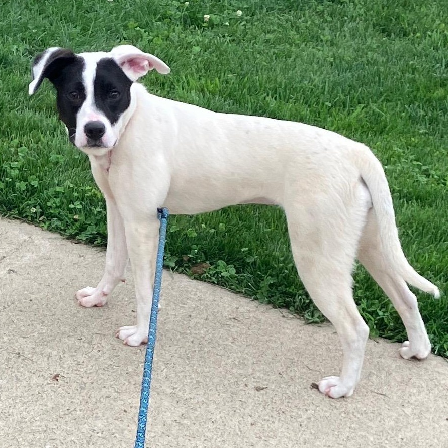 Enlarge Pamela, a ADOPTABLE mixed breed in Washington, PA image 4/6