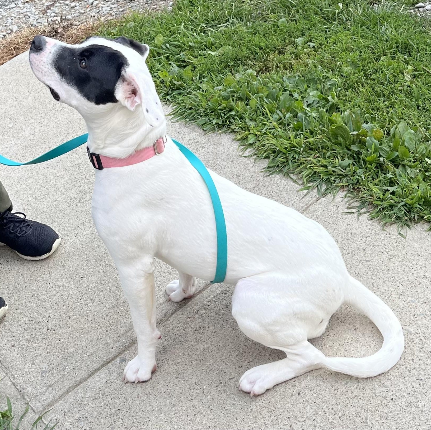 Pamela, an adoptable mixed breed in Washington, PA image 2/6