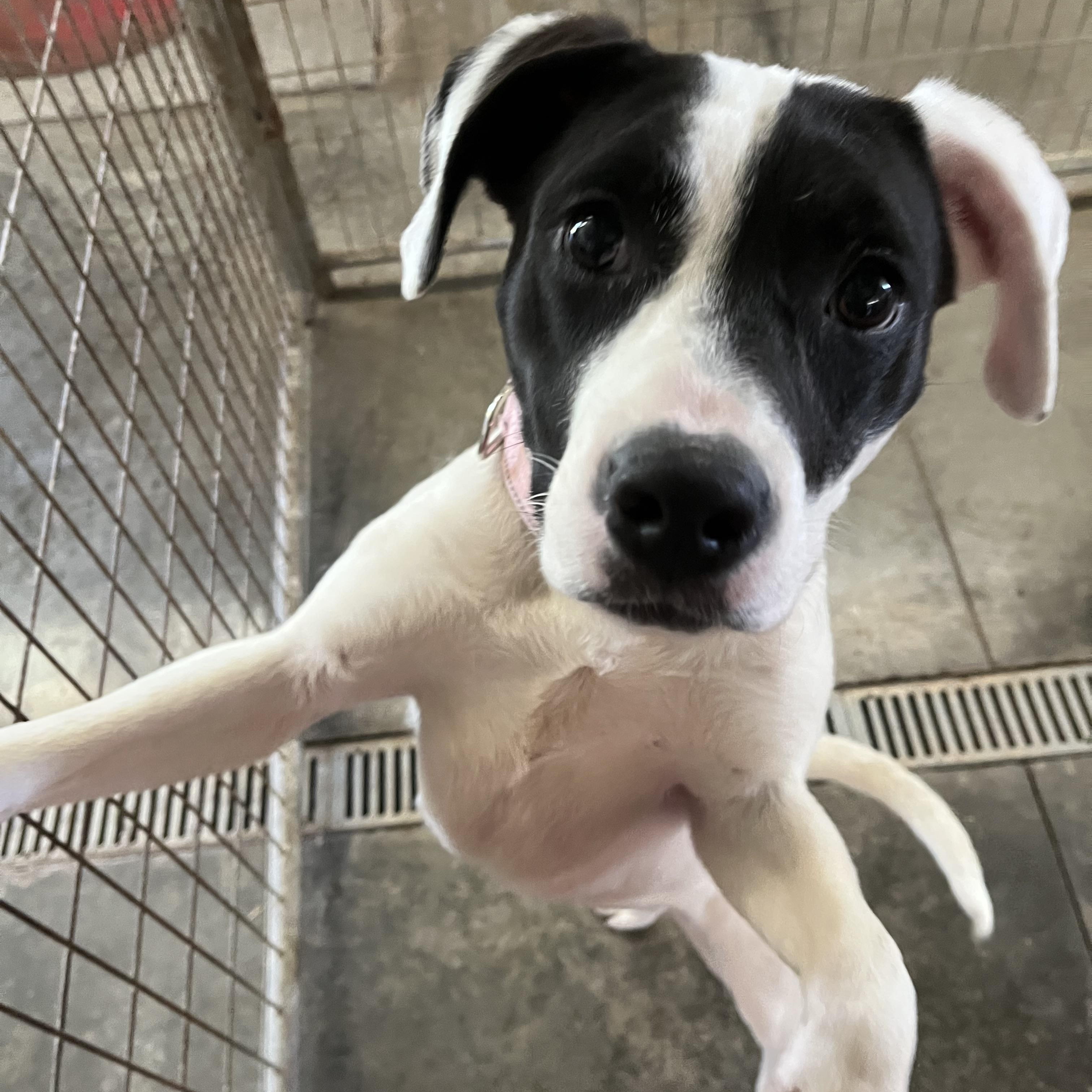 Pamela, ADOPTABLE, Young Female Terrier.