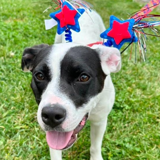 Enlarge Pamela, a ADOPTABLE mixed breed in Washington, PA image 1/6