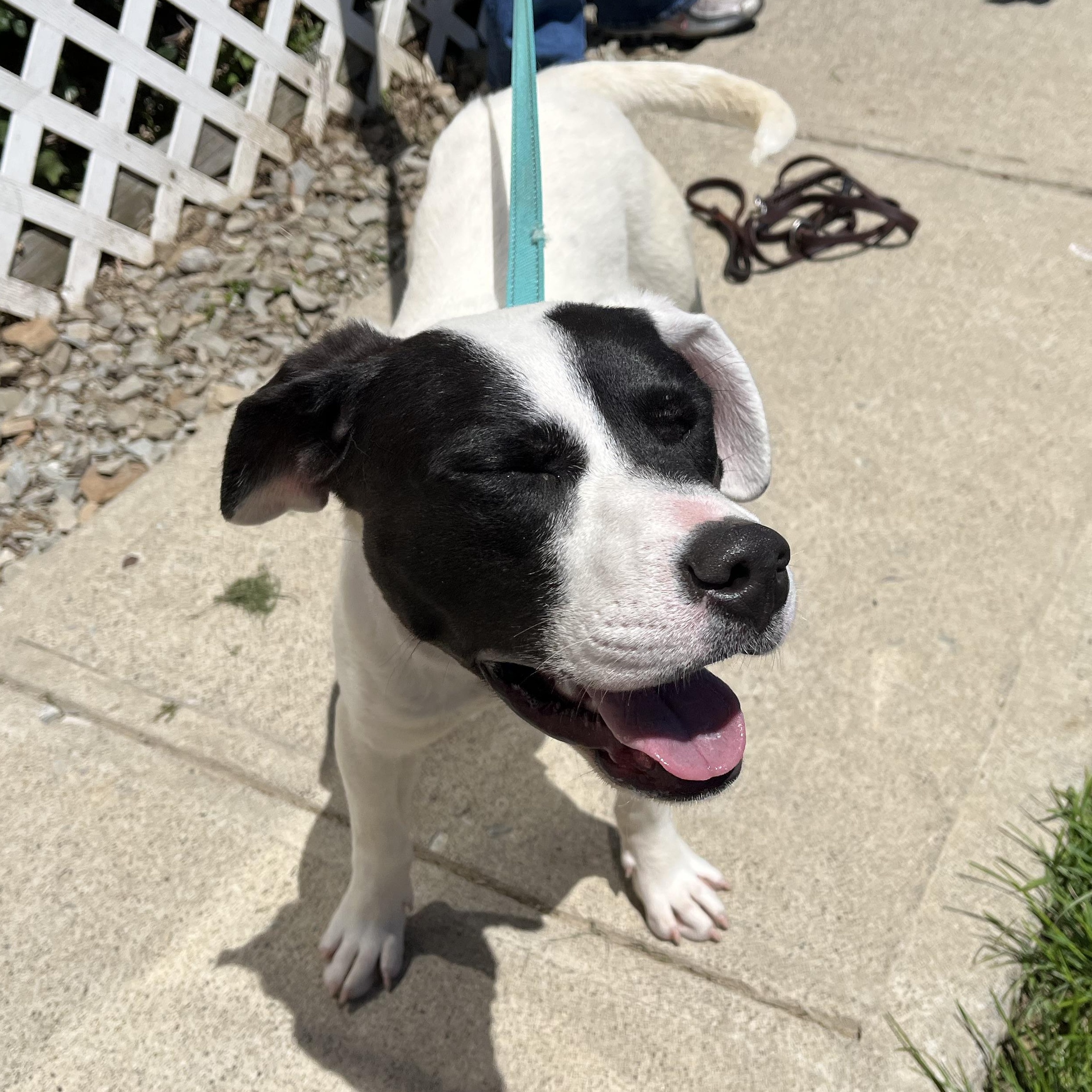 Pamela, ADOPTABLE, Young Female Terrier.