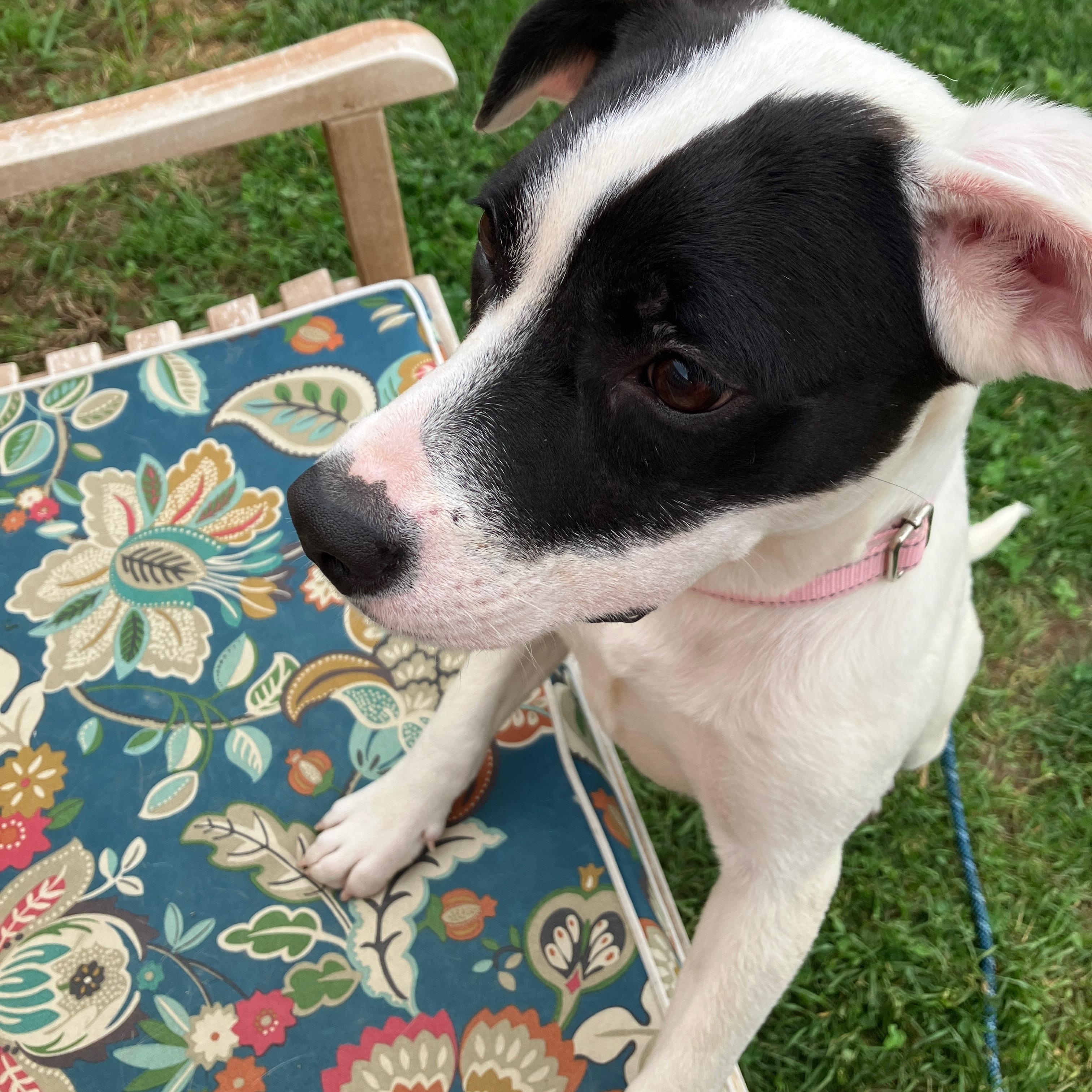 Enlarge Pamela, a ADOPTABLE mixed breed in Washington, PA image 5/6